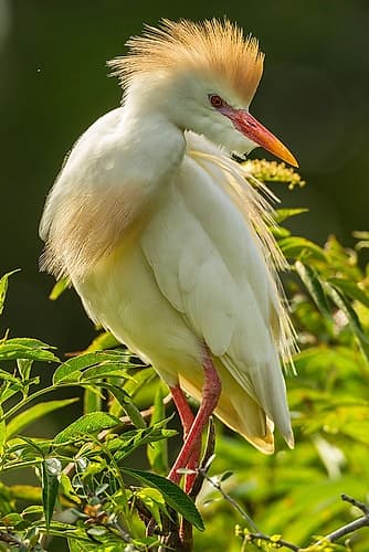 Florida-Anastasia Island Cattle egret in breeding plumage Art Print by Jaynes Gallery